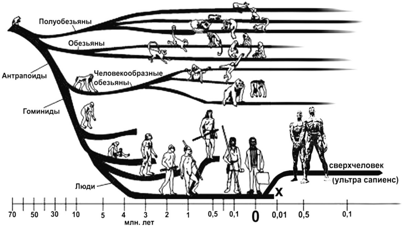 Родословная человека. Эволюция человека генеалогическое Древо человека. Эволюционное Древо приматов и человека. Эволюционное Древо человека схема. Схематическое эволюционное дерево человека.