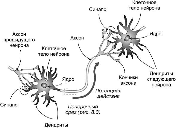 Импульс мозг аксон. Строение нейрона и синапса. Схема нейронов аксонов синапсов. Дендриты и синапсы. Строение нейрона рисунок синапс.