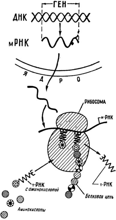 Биосинтез мрнк. Синтез м РНК. Триплетов сигналов окончания синтеза белка существует. Дефекты синтеза МРНК.