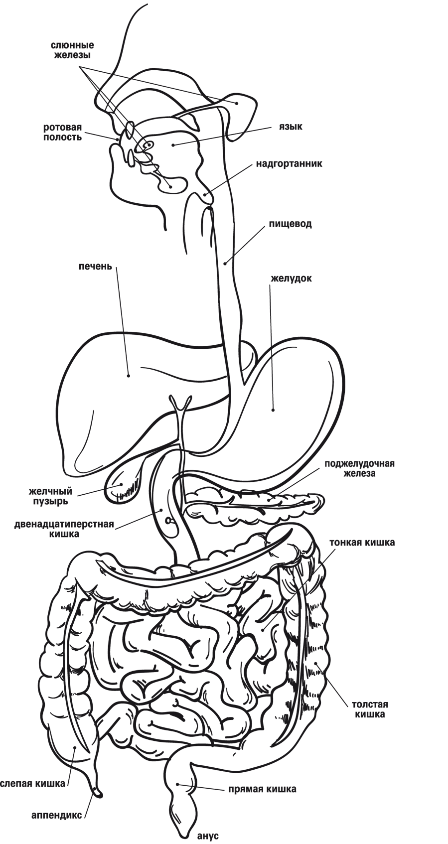 Схема желудочно кишечного тракта