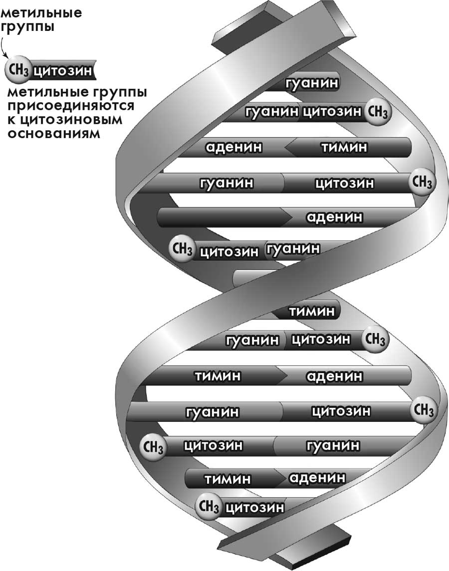 Суперген отзывы