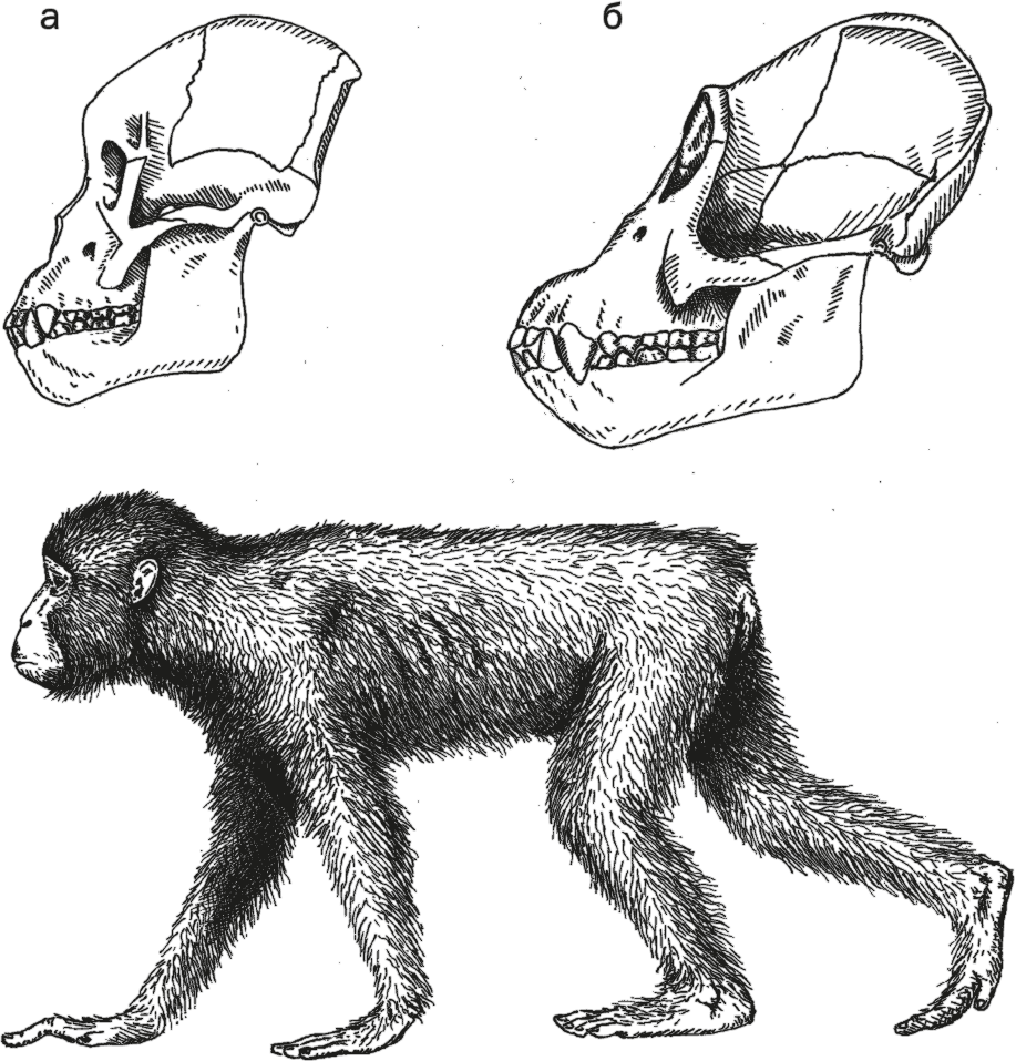 Шимпанзе передняя конечность. Дриопитек рамапитек австралопитек. Обезьяна дриопитек. Предок человека и обезьян проконсул.
