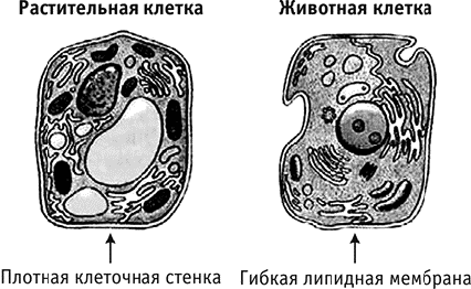 Автолиз клетки. Автолиз растительной клетки. Автолиз схема. Автолиз рисунок. Автолиз дрожжей.