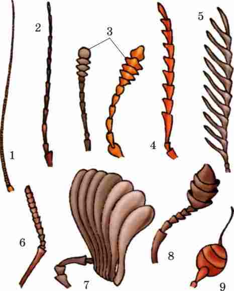 Давай познакомимся . Насекомые Школьный путеводитель