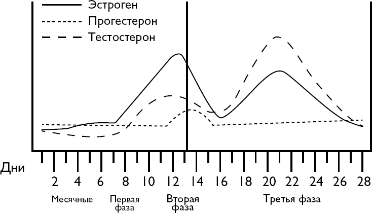 Течение цикла