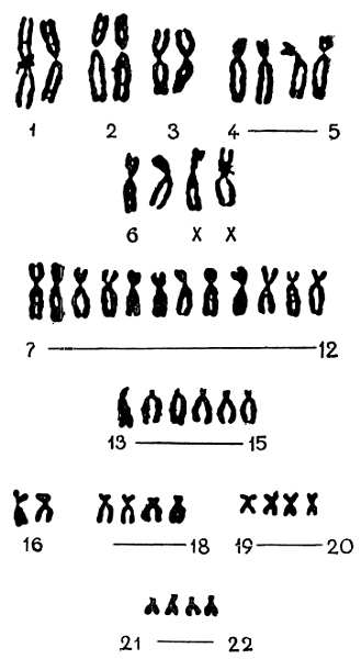 Нормальные хромосомы. Хромосомы в клетке человека. Хромосомный набор человека. Рис 2 хромосомы человека. Хромосомы человека с человеком хромосомы.