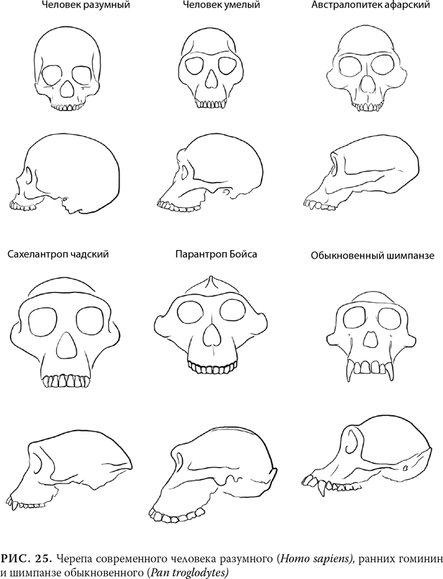 Рисунок череп обезьяны