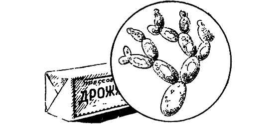 Рассмотрите рисунок с изображением дрожжей
