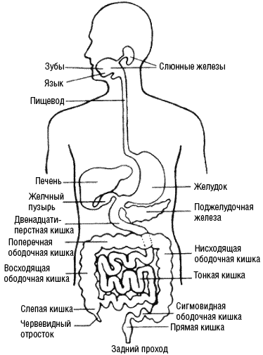 желудочно-кишечный тракт Produkt