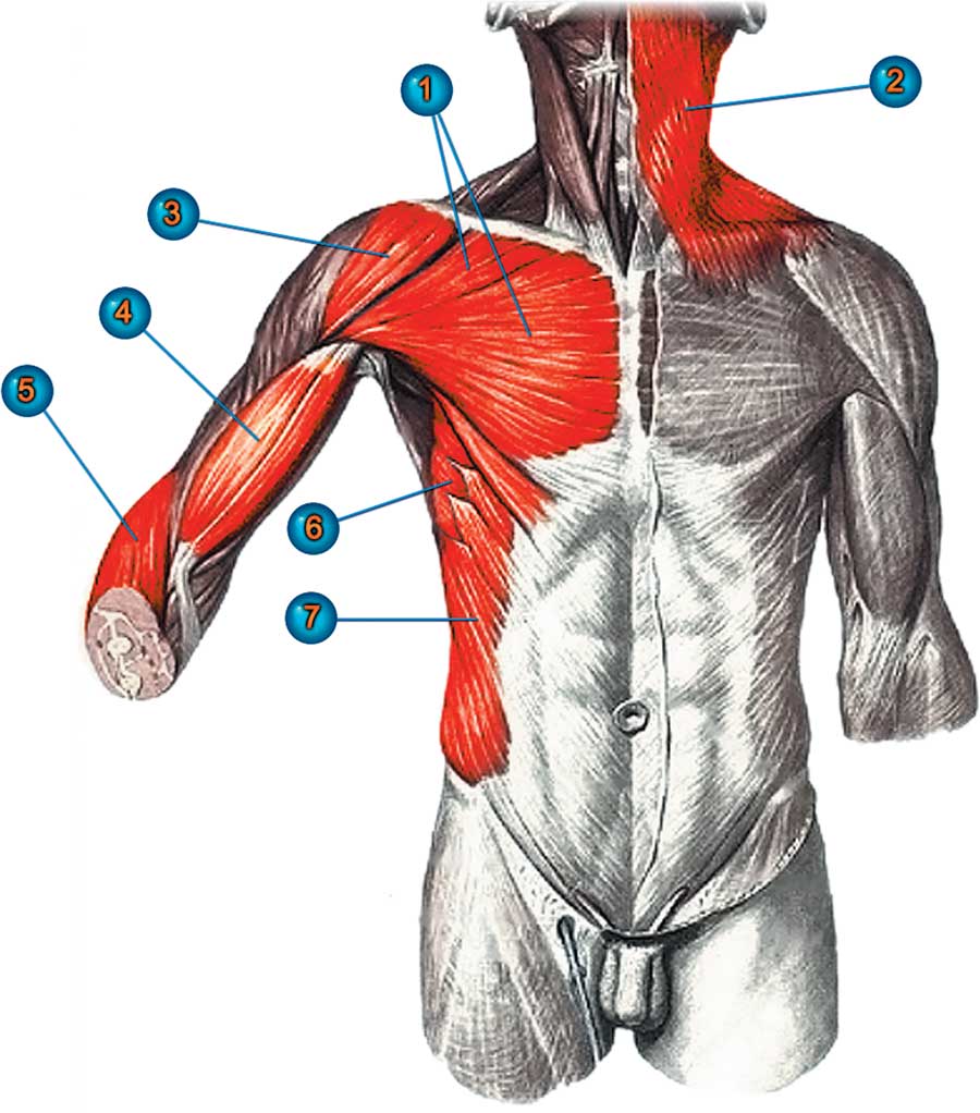 Большая грудная мышца. Мышцы торса спереди. Мышцы грудной клетки сзади. Мышцы туловища груди спины живота. Мышцы торса сзади.