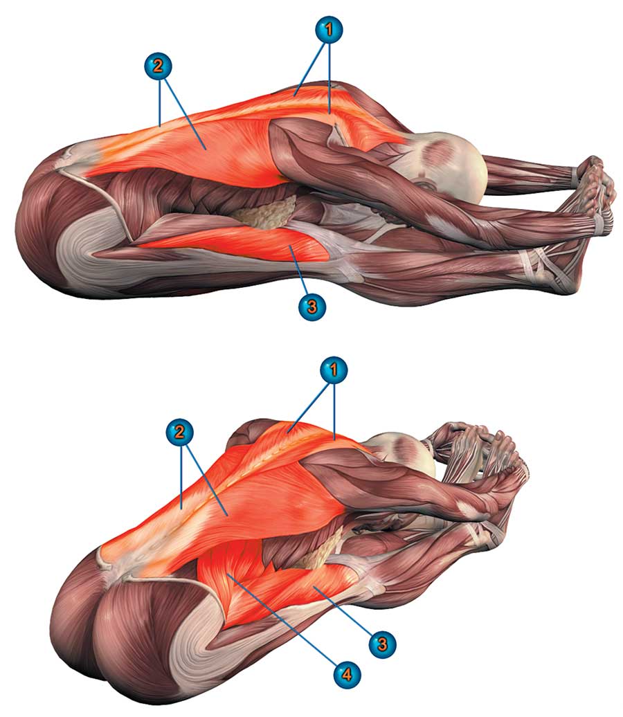 Пасчимоттанасана анатомия