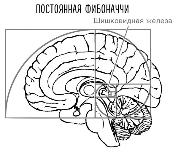 Шишковидная железа картинки