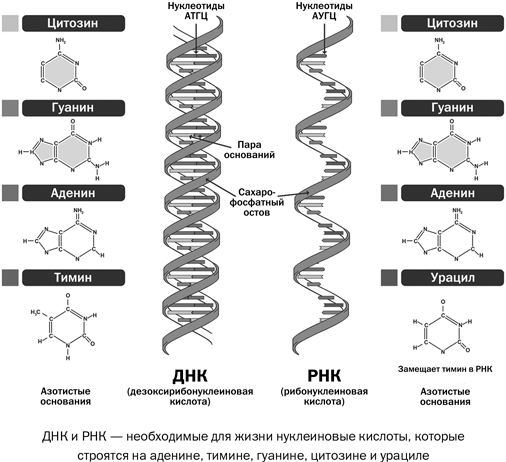 Состав т днк. ДНК атгц. ДНК И РНК аденин Тимин гуанин цитозин урацил. Атгц РНК. Атгц нуклеотиды.