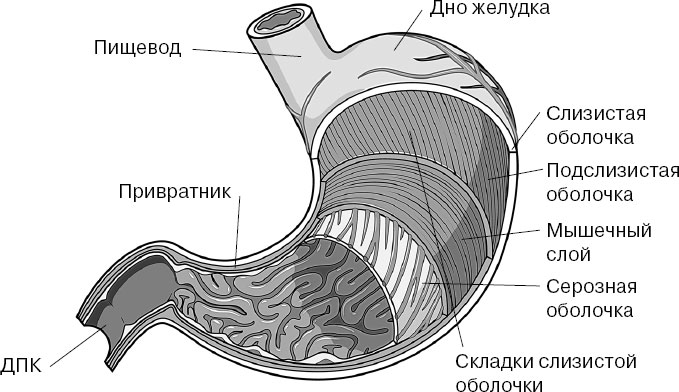 Внутренний слой стенки жкт