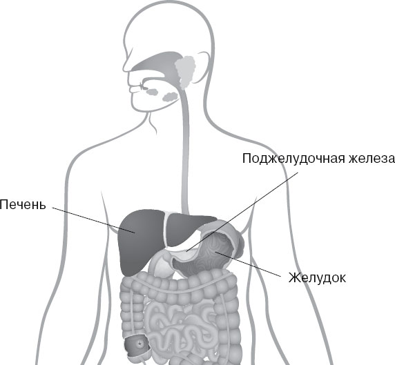 Где Находится Тонкая Кишка Фото