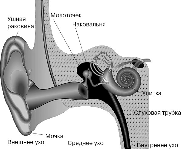 Ушной молоточек. Молоточек среднего уха. Ухо молоточек и наковальня. Внутреннее ухо молоточек.