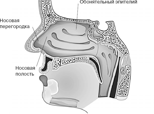 Орган обоняния рисунок