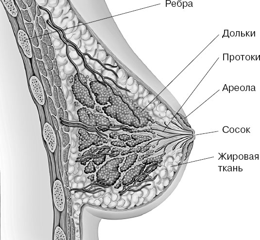 Железистая ткань молочной. Молочная железа железистая ткань. Молочная железа строение анатомия. Строение молочной железы анатомия. Анатомия молочной железы ткани.