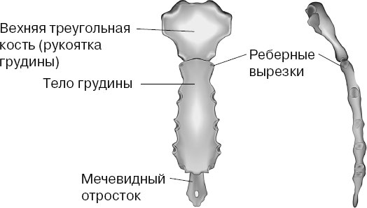 Где Находиться Мечевидный Отросток Фото