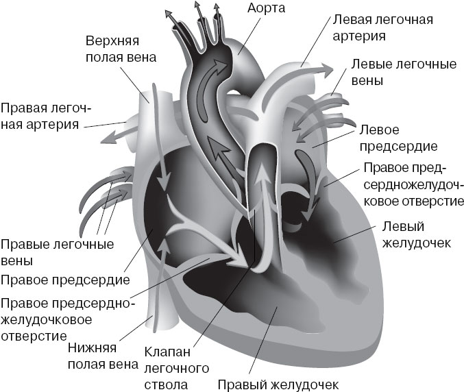 Правое предсердие вены левый желудочек. Левое венозное отверстие сердца это. Отверстия легочных вен. Отверстие легочного ствола. Отверстие легочной вены.