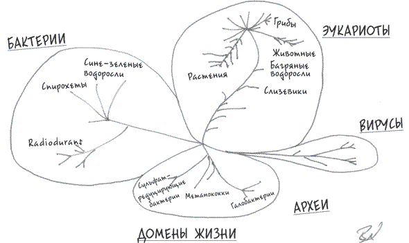 Формы жизни схема