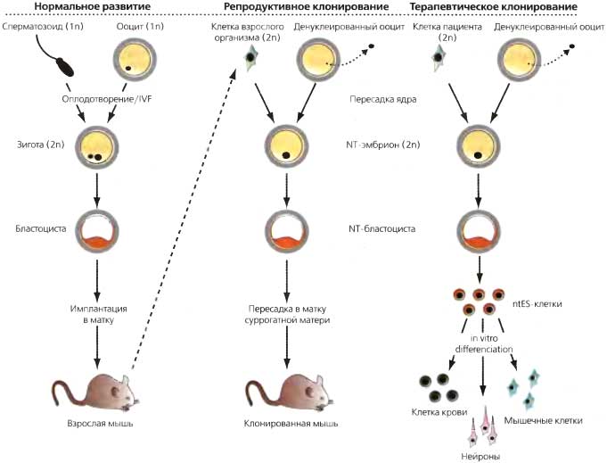 Клонирование терапевтическое схема