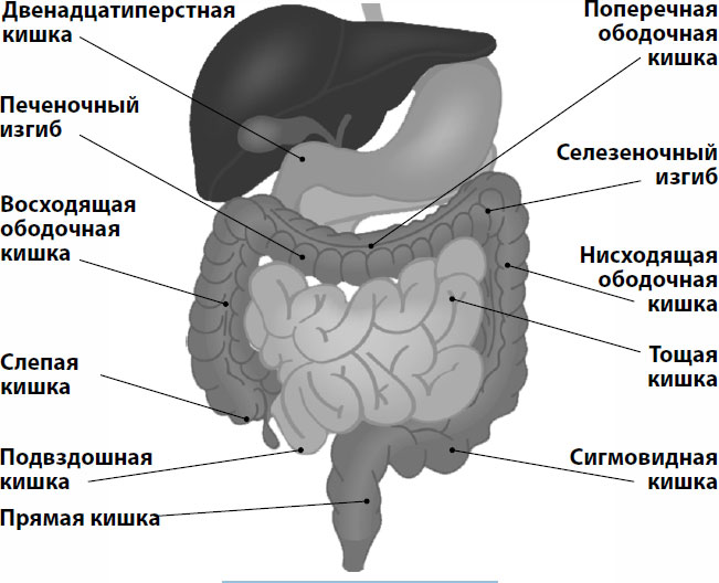 Двенадцатиперстная кишка на рисунке