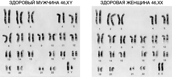 Хромосомы одинаковые у самцов и самок называются