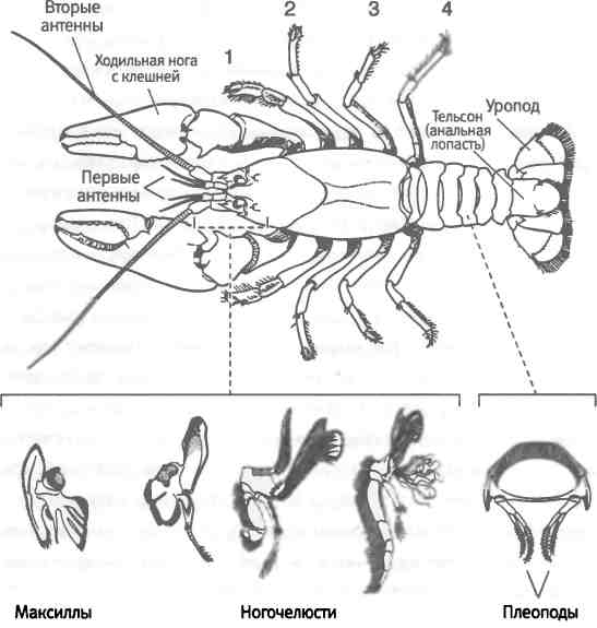 Двуветвистая конечность ракообразных схема