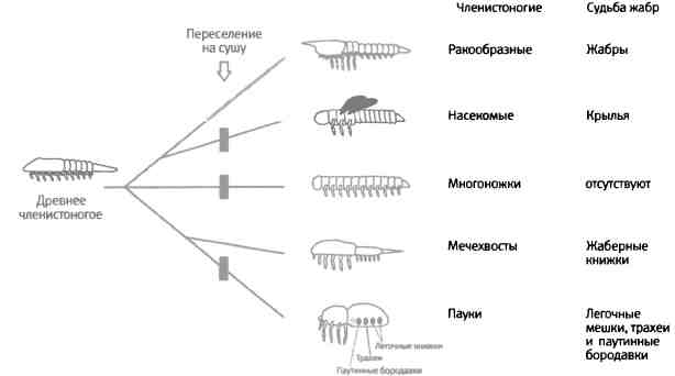 Сообщение о происхождении и эволюции членистоногих. Схема развития членистоногих. Эволюция членистоногих схема. Эволюционное Древо членистоногих. Происхождение членистоногих.