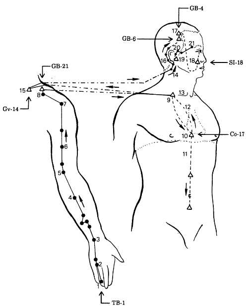 Цзан-Фу органы 5 чжан и 6 фу