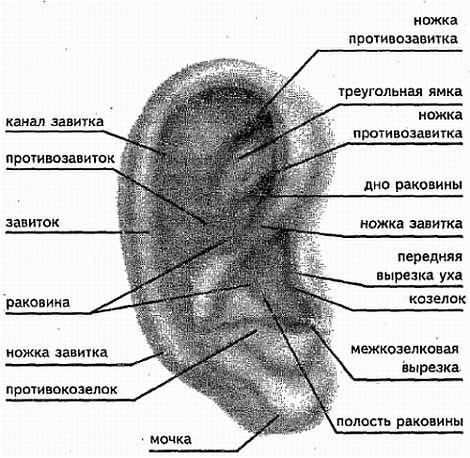 Козелок Ушной Раковины Где Находится Фото