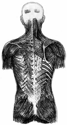 Поверхностные мышцы спины. Линии спины анатомические. Нервы спины анатомия картинки.