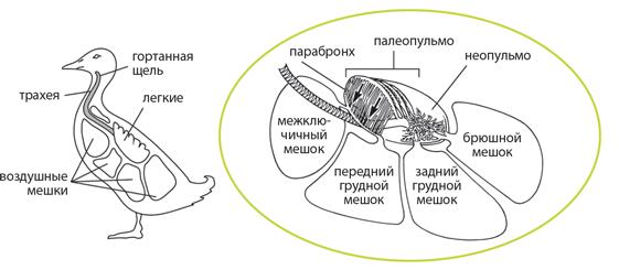 Схема дыхания птиц