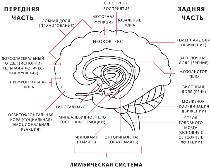 Лимбическая система картинки