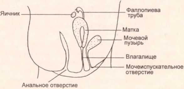 Женские половые органы - наружные и внутренние