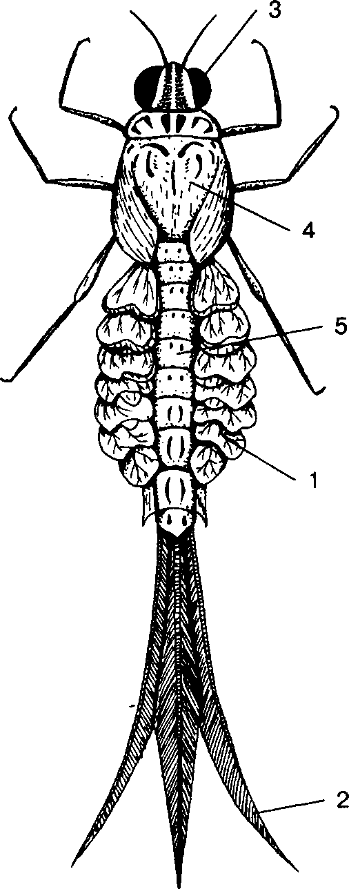 Личинка поденки рисунок
