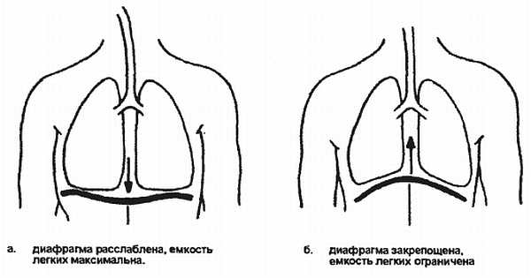 Диафрагма расслабляется при. Расслабление диафрагмы. Диафрагма при расслаблении. Расслабить диафрагму. Расслабление диафрагмы при вдохе.