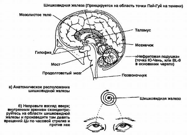 Картинки для тренировки шишковидной железы