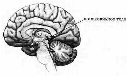 Шишковидная железа книга