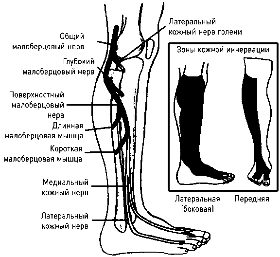 Иннервация коленного сустава схема