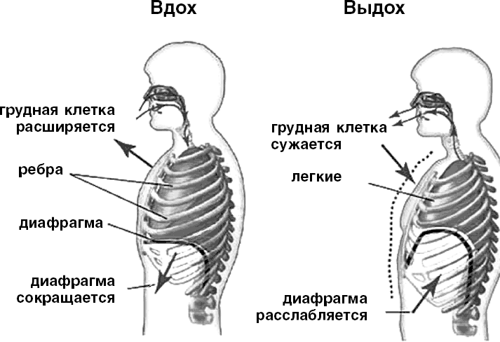 Схема механизма дыхания