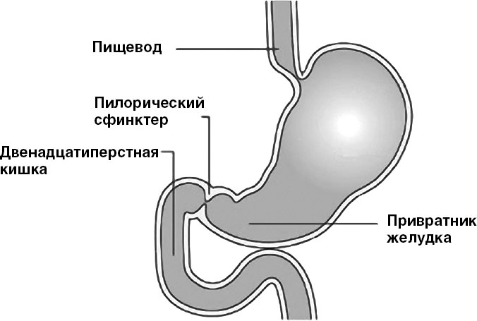 Где находится клапан желудочный