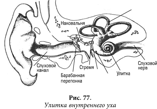Улитка и слуховой нерв. Слуховой нерв строение. Улитка слуховой нерв. Квантовая биомеханика тела. Слуховой нерв Осьминина.