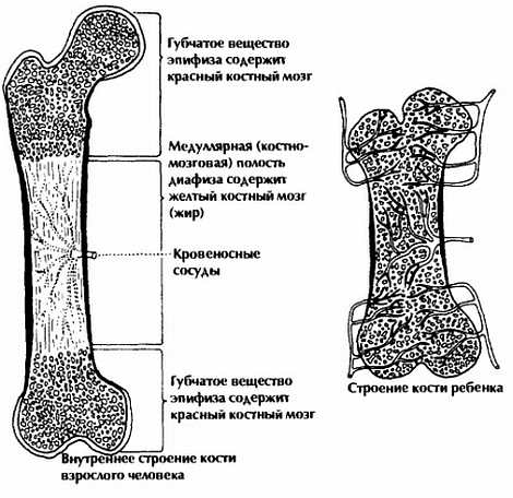 Схема длинной трубчатой кости взрослого человека и ребенка рентген