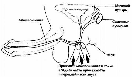 Половой акт схема