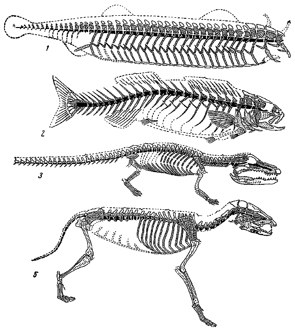 О чем говорит сходный план строения скелетов разных позвоночных