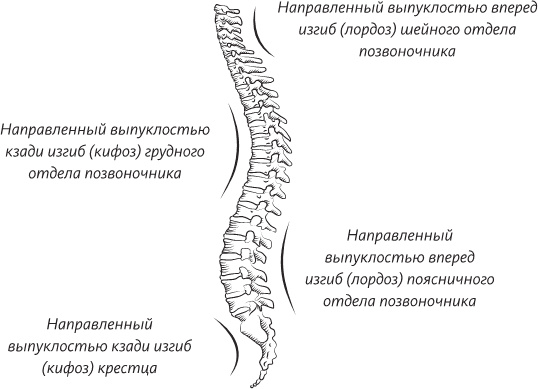 Урок-исследование «Скелет человека»