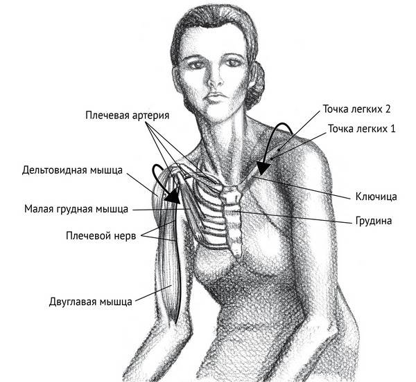 Верхней грудной точки. Лимфоузлы около ключицы схема. Расположение ключиц у человека. Левая ключица. Ключица анатомия.