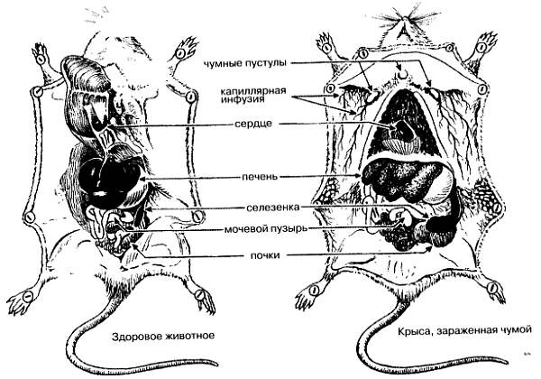Селезенка мыши - найдено 88 фото